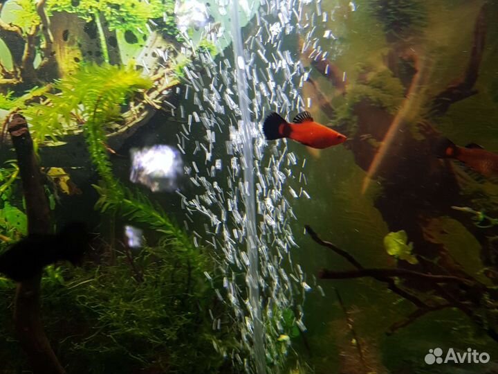 Рыбки Пецилии и Молинезии