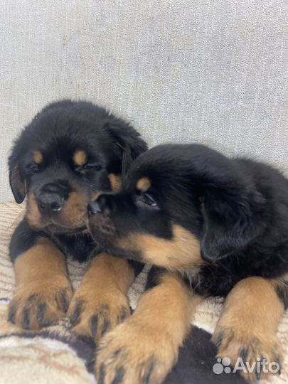 Щенки Ротвейлера