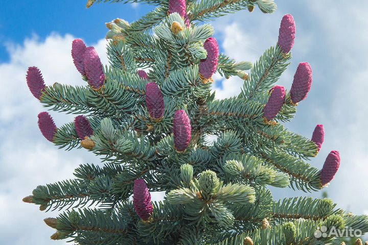 Голубая ель Хупси