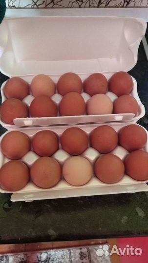 Козье молоко оптом.яйца куриные