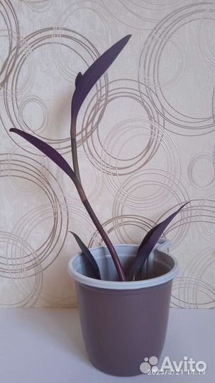 Традесканция фиолетовая