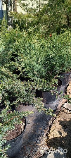 Пальма веерная можжевельник туя саженцы