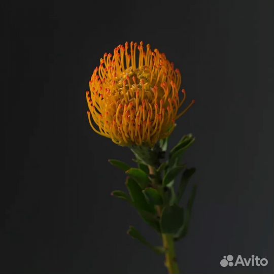 Леукоспермум