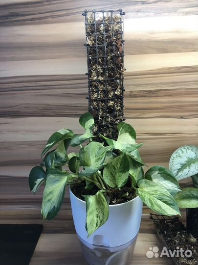 Опора (тотем) для растений