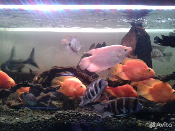 Чистка аквариумов Аквариумист