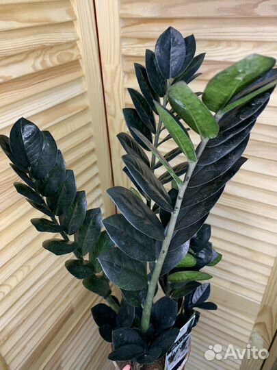 Замиокулькас черный Равен