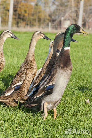 Утки индийский бегунок, индоутка