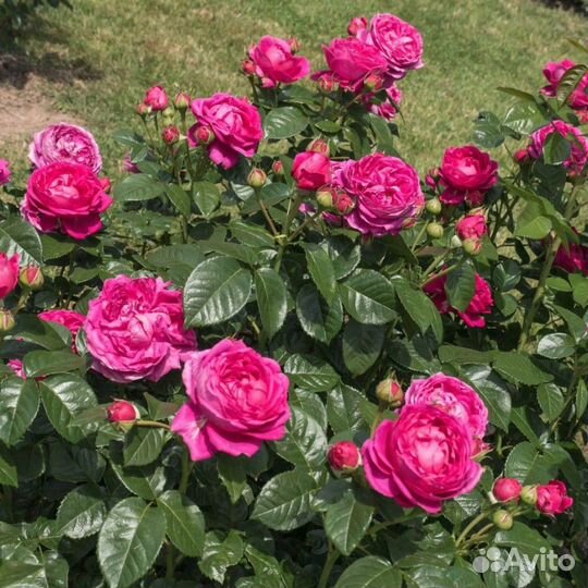 Роза Анушка (1 саженец)