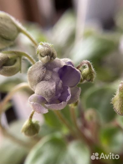 Трейлерные фиалки