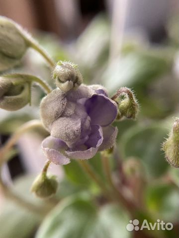 Трейлерные фиалки