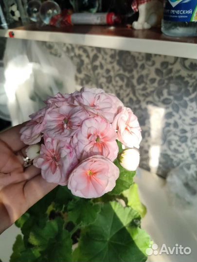 Пеларгонии сортовые