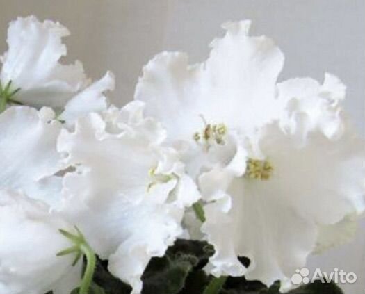 Сортовые фиалки