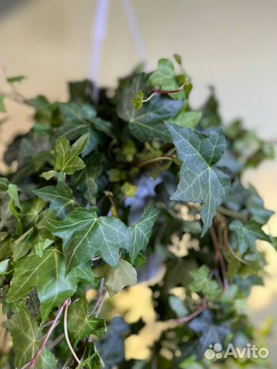 Плющ хедера оптом