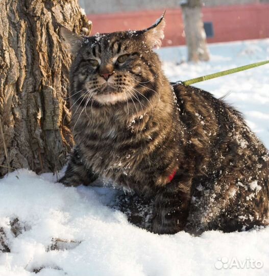 Кот мейн-кун вязка