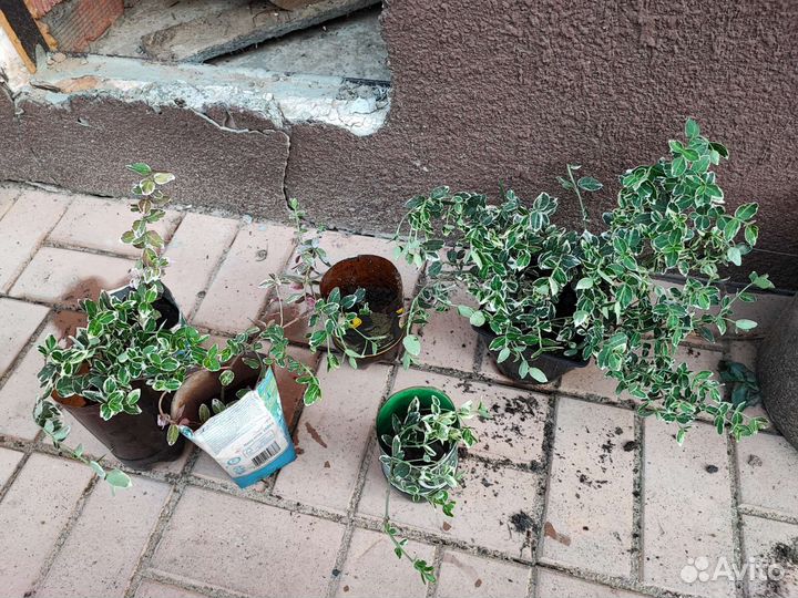 Бересклет