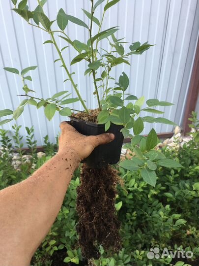 Голубика садовая саженцы