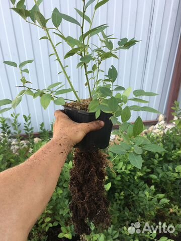 Голубика садовая саженцы