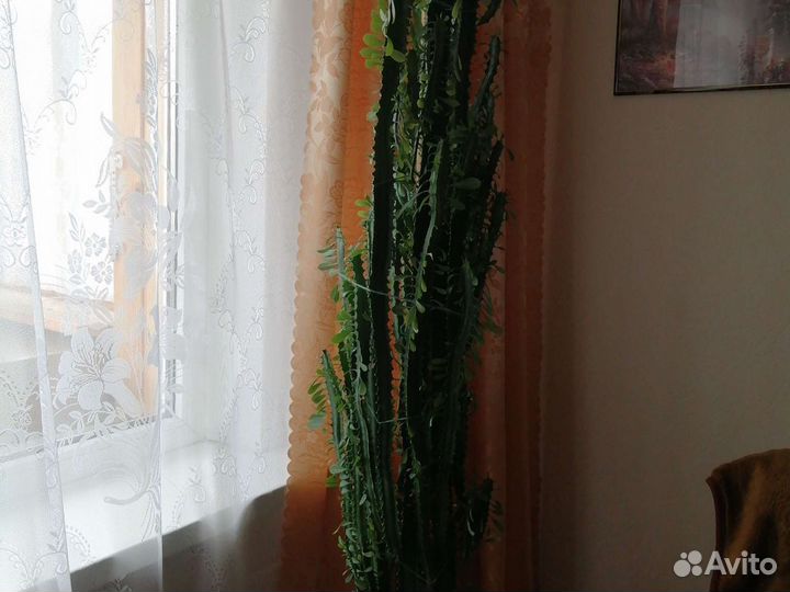 Молочай, кактус