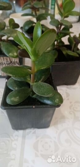 Толстянка(денежное дерево)