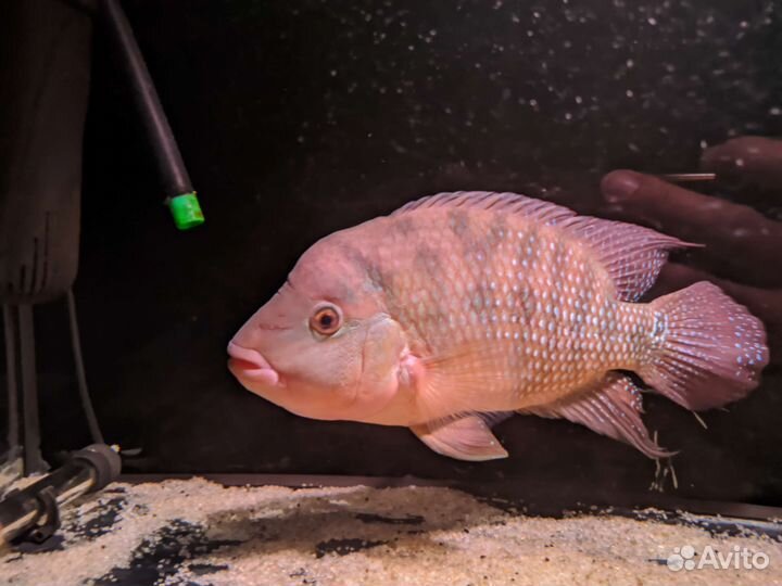 Цихлозома Феста