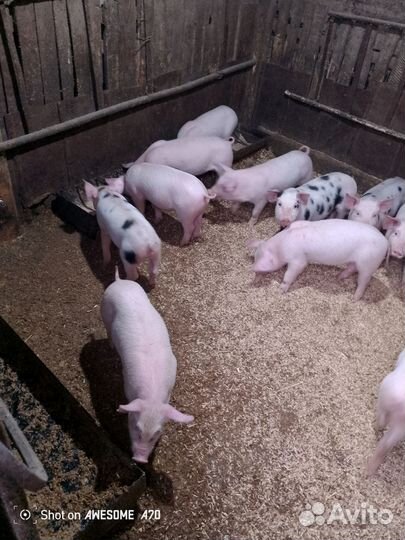 Поросята русская белая+пьетррен