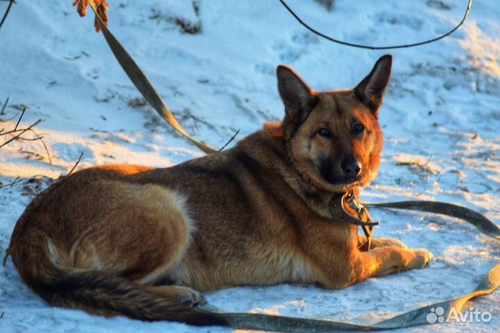 Собака в добрые руки