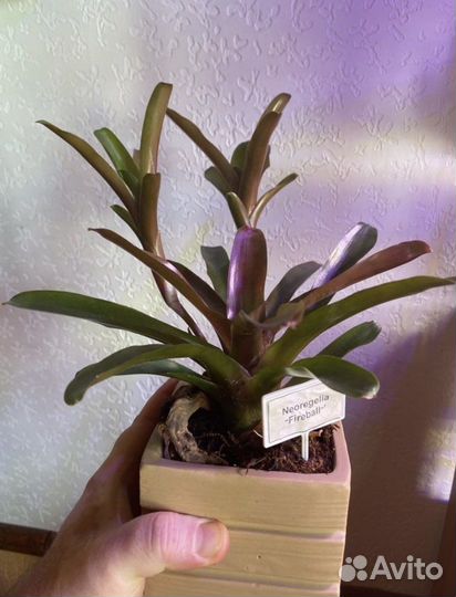 Неорегелия