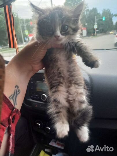 Котята в добрые руки бесплатно