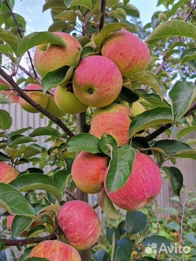 Яблони, груши саженцы