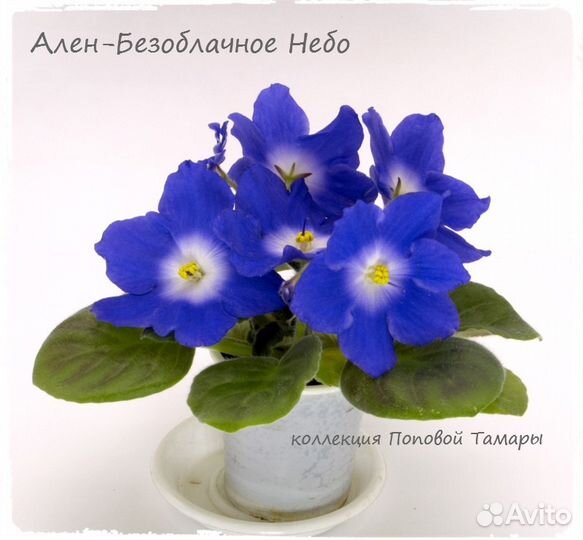 Фиалки коллекционные