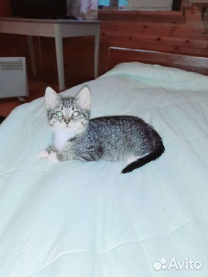 Почти сибирячка