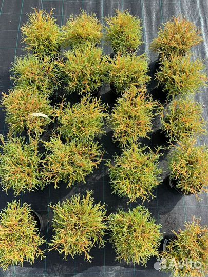 Туя мистер боулинг болл