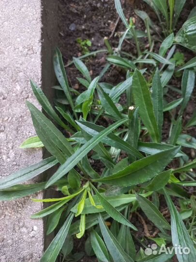 Колокольчик белый