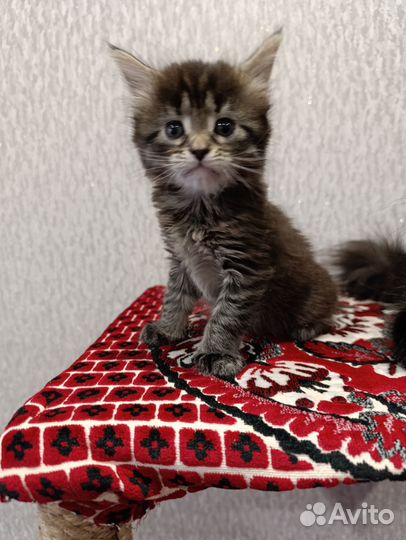 Котенок мейн-кун девочка