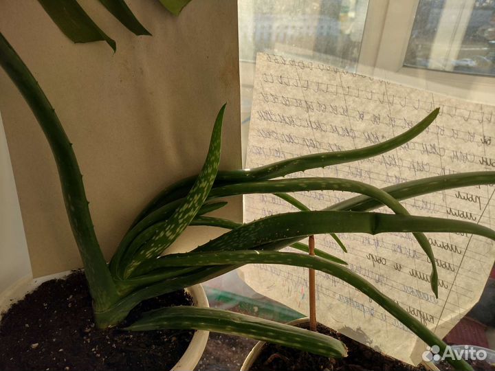 Алоэ трехлетнее