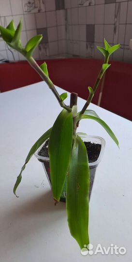 Растение золотой ус