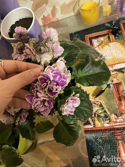 Фиалки листья