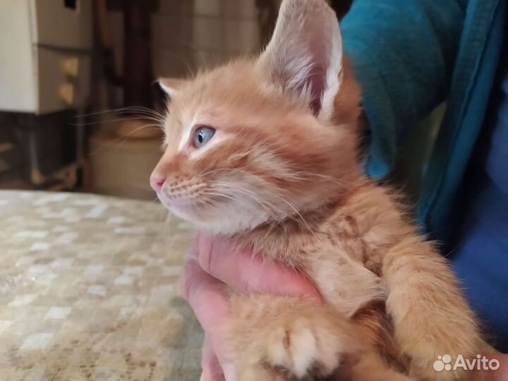 Рыжие котята в добрые руки