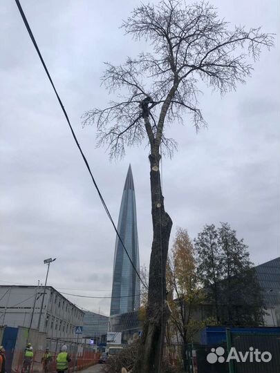 Спил деревьев расчистка участков