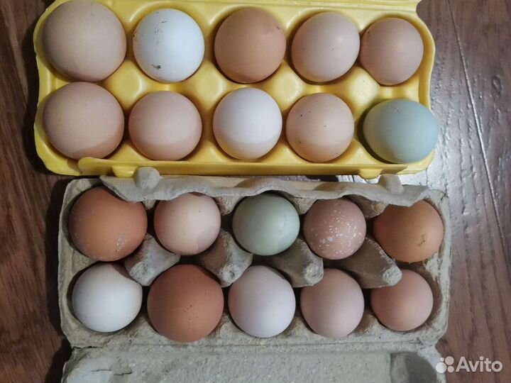 Яйца пищевое и инкубационное