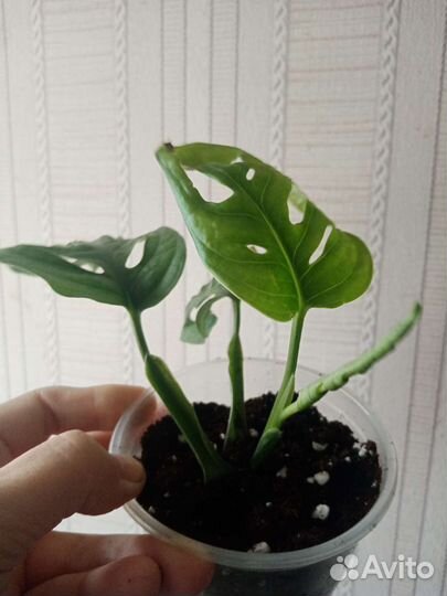 Монстера адансони