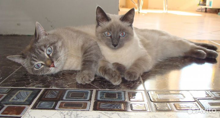 Котенок в дом