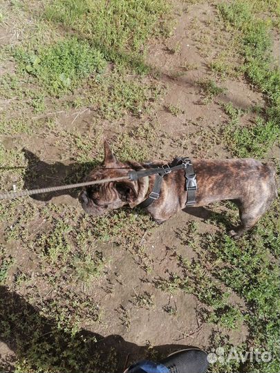 Французский бульдог