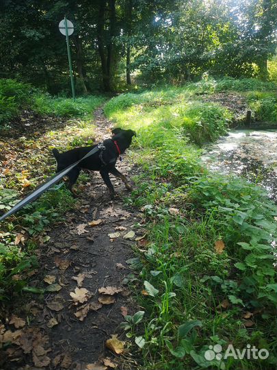 Найдена собака