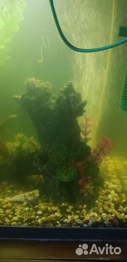 Аквариум со всем оборудованием