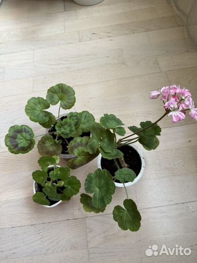 Герань, монстера