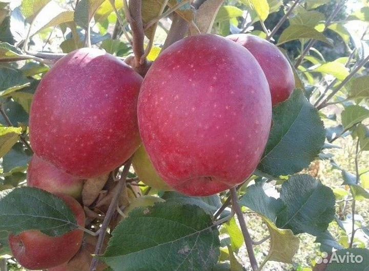 Синап Алма - Атинский саженцы