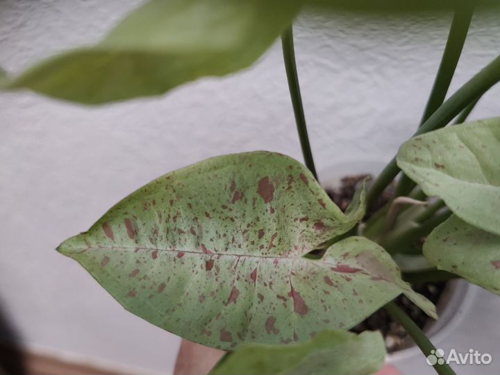 Сингониум конфетти милк