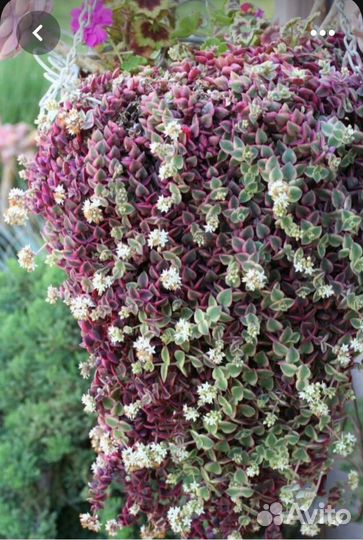 Суккуленты 1000 видов. Каллизия все виды