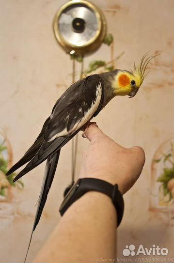 Попугай корелла. Взрослые ручные самцы